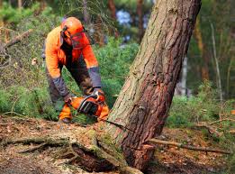 Best Arborist Consultation Services  in Chester Heights, PA