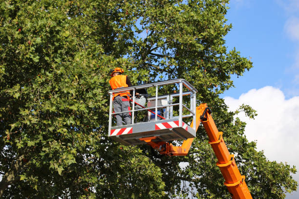  Chester Heights, PA Tree Services Pros