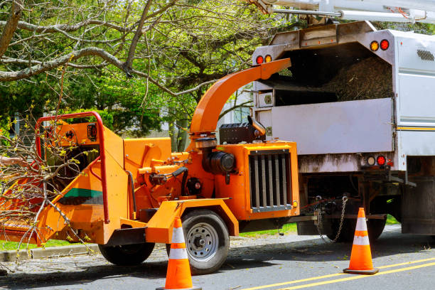 Best Root Management and Removal  in Chester Heights, PA