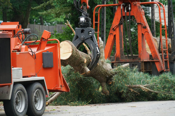 Best Lawn Grading and Leveling  in Chester Heights, PA