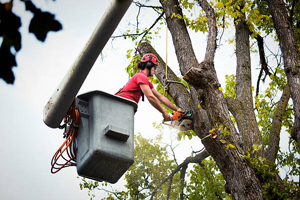 Professional  Tree Services in Chester Heights, PA